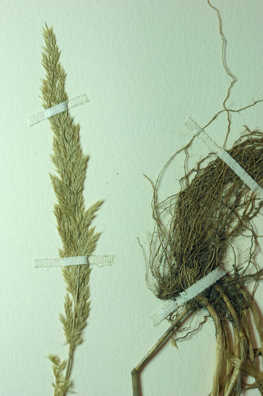 Imagem de Agrostis exarata Trin.