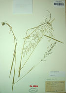 Plancia ëd Agrostis gigantea Roth