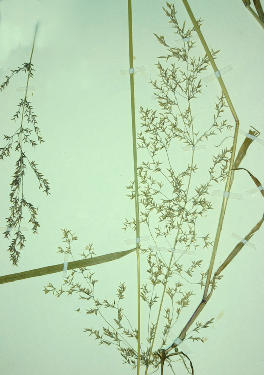 Plancia ëd Agrostis gigantea Roth