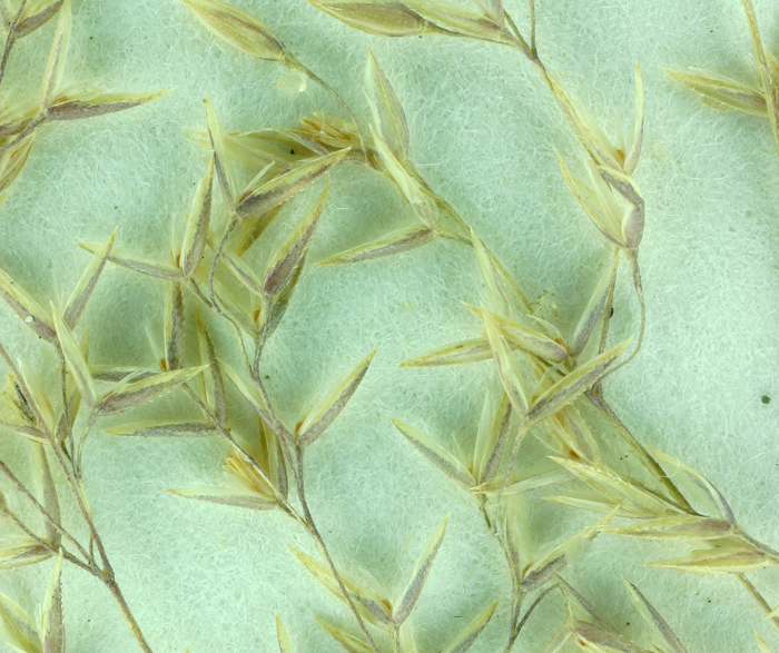 Plancia ëd Agrostis gigantea Roth