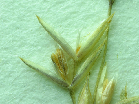 Imagem de Agrostis gigantea Roth