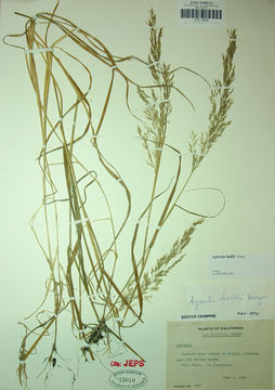 Image of Hall's bentgrass