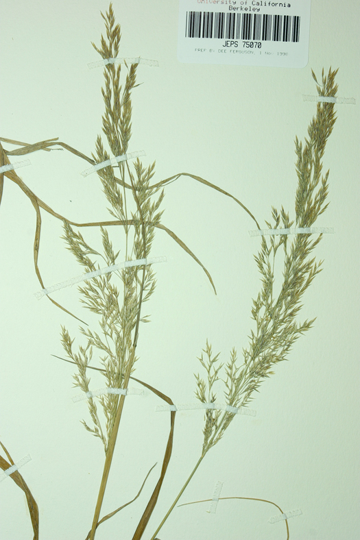 Imagem de Agrostis hallii Vasey