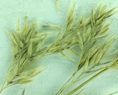 Imagem de Agrostis hallii Vasey