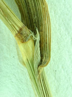 Image of Hall's bentgrass