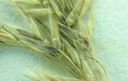 Image of Hall's bentgrass