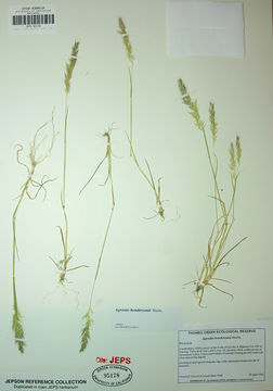 Слика од Agrostis hendersonii Hitchc.