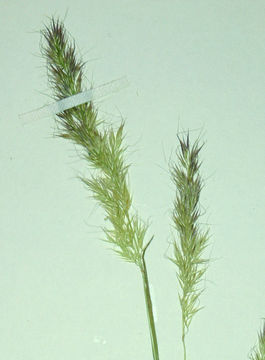 Слика од Agrostis hendersonii Hitchc.