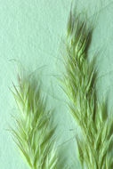 Image of Henderson's bentgrass