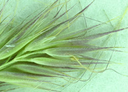 Image of Henderson's bentgrass