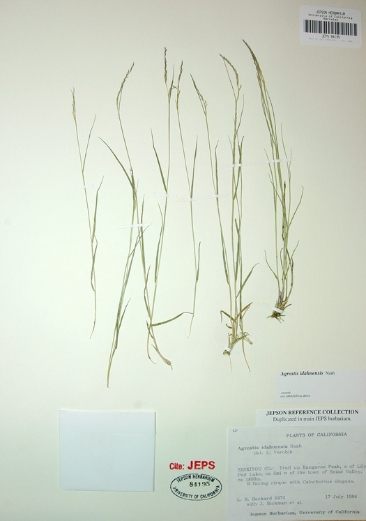 Imagem de Agrostis idahoensis Nash