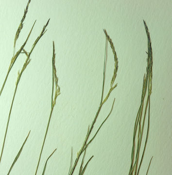 Imagem de Agrostis idahoensis Nash