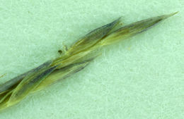 Image of Idaho bentgrass