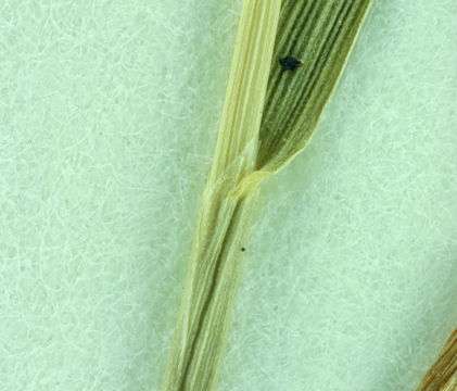Слика од Agrostis idahoensis Nash