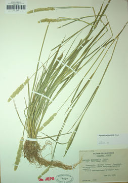 Image de Agrostis microphylla Steud.