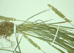 Sivun Agrostis microphylla Steud. kuva