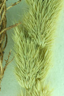 Sivun Agrostis microphylla Steud. kuva