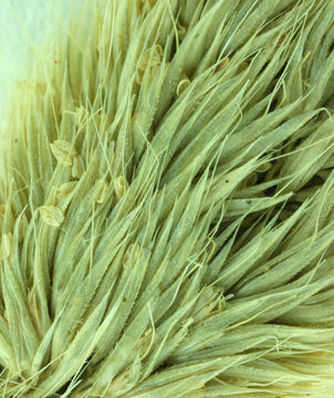 Imagem de Agrostis microphylla Steud.