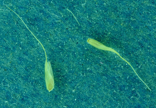 Image de Agrostis microphylla Steud.