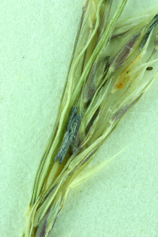 Image of seashore bentgrass