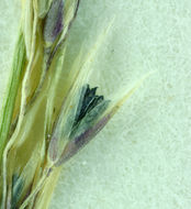 Image of seashore bentgrass