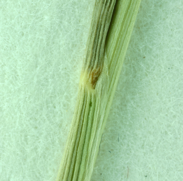 Image of seashore bentgrass