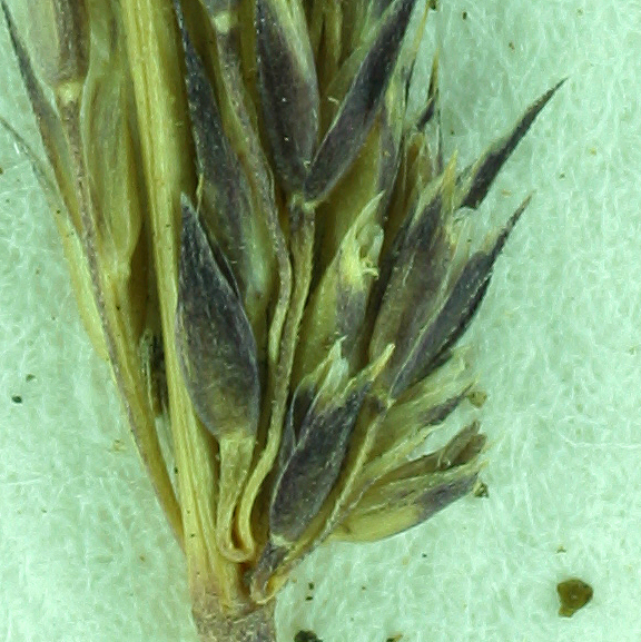 Image of rough bentgrass