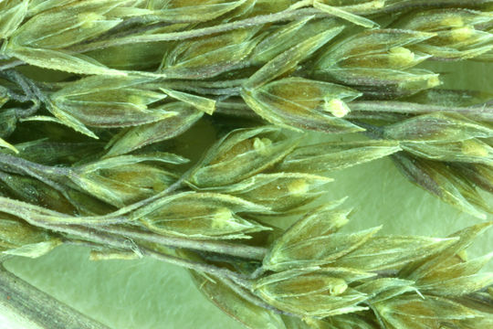 Image of creeping bentgrass