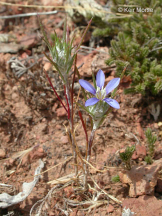 Imagem de Eriastrum virgatum (Benth.) Mason