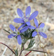 Image de Eriastrum virgatum (Benth.) Mason