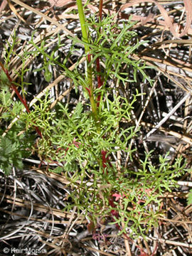 Image of bluehead gilia