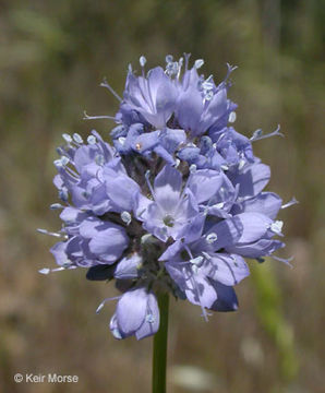 Image of bluehead gilia