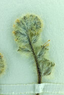 صورة Cryptantha barbigera (A. Gray) Greene