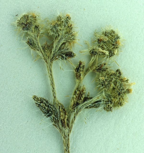 Image of bushloving cryptantha