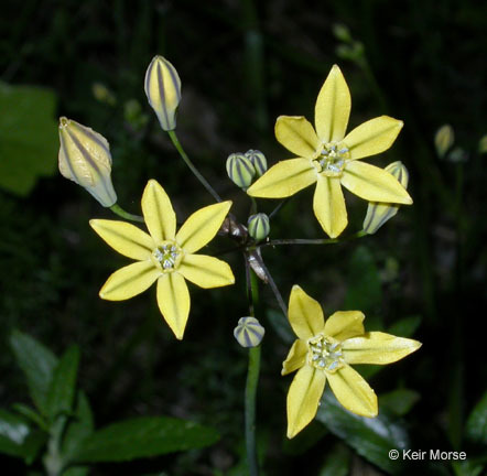 Image of Coast Range triteleia