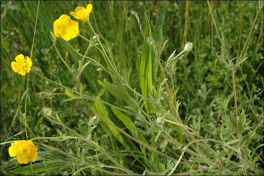 Ranunculus bulbosus L.的圖片