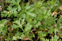 Image of St. Anthony's turnip