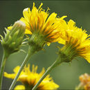 Image of hawkweed