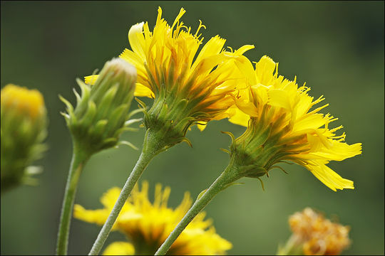 Image of hawkweed