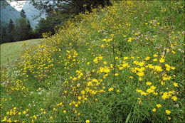 Imagem de Hieracium umbellatum L.