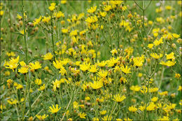 Image of hawkweed