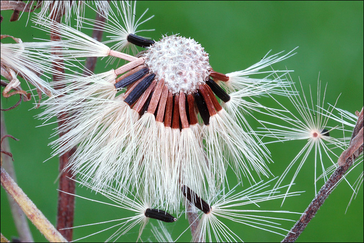 Imagem de Hieracium umbellatum L.