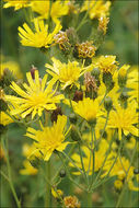 Imagem de Hieracium umbellatum L.