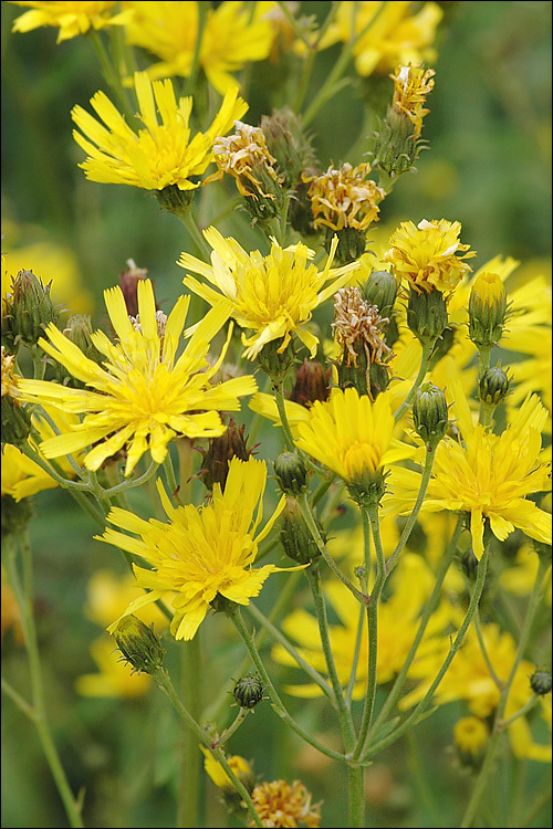 Image of hawkweed