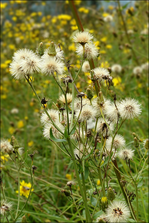 Image of hawkweed