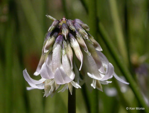 Image of Parasol Clover