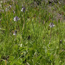 Trifolium bolanderi A. Gray resmi