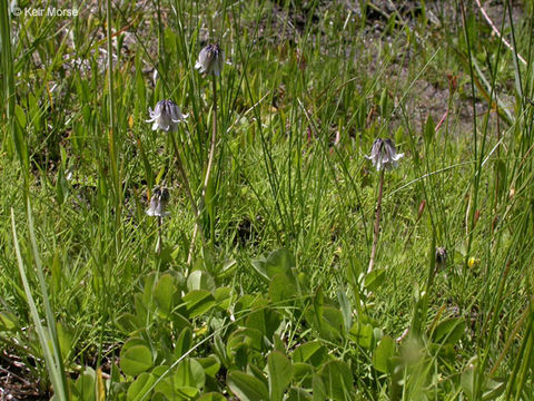 Image de Trifolium bolanderi A. Gray