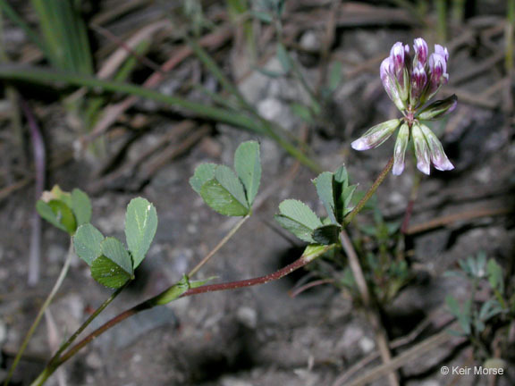 Image of Slender Clover