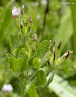 Imagem de Trifolium monanthum var. parvum (Kellogg) McDermott